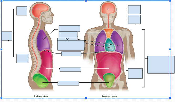 <p>What body cavity is covered by the question Mark?</p>