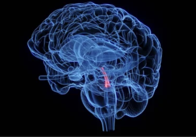<p>functions of the cerebral spinal fluid?</p>