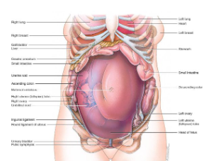 <p>Anatomical and physiological changes during pregnancy</p>