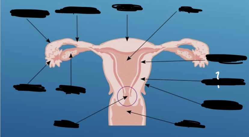 What is the arrow pointing to?