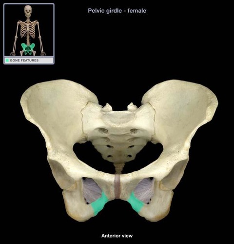 inferior extension of the body of the pubis; articulates with the ischium
