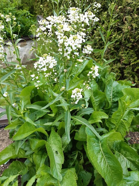 <p><strong>Tropaeolaceae - </strong>Armoracia rusticana</p>