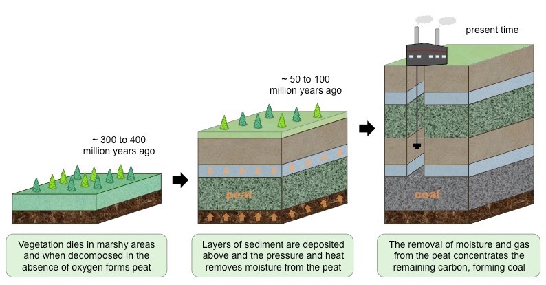 <ul><li><p><mark data-color="red">saprotrophic</mark> bacteria in soil decompose dead organisms and return nutrients to the soil (this process <mark data-color="red">requires oxygen</mark>, as the cell resporation is meeded to fuel digestive reactions)</p></li><li><p><mark data-color="red">waterlogged</mark> regions lack oxigenated air spaces - <mark data-color="red">anaerobic conditions</mark></p></li><li><p>organic acids are produced in anaerobic respiration, resulting in <mark data-color="red">acidic conditions</mark></p></li><li><p>saprotrophs cannot function effectively on anaerobic/acidic conditions, preventing decomposition and forming <mark data-color="red">peat</mark></p></li><li><p>when deposits of peat are copressed under sediments, <mark data-color="red">heat and pressure</mark> force out impurities and remove moisture</p></li><li><p>remaining material has a high carbon concentration and undergoes chemical transformation to produce <mark data-color="red">coal</mark></p></li></ul>