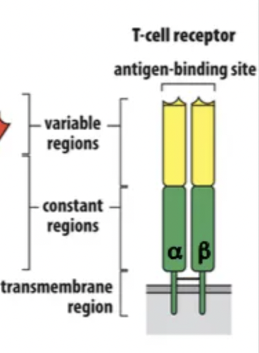 <p>On T cells; </p><ul><li><p>recognises antigens bound on MHC.</p></li></ul><ul><li><p>has 2 peptide chains, 1 binding site.</p></li></ul><p></p>