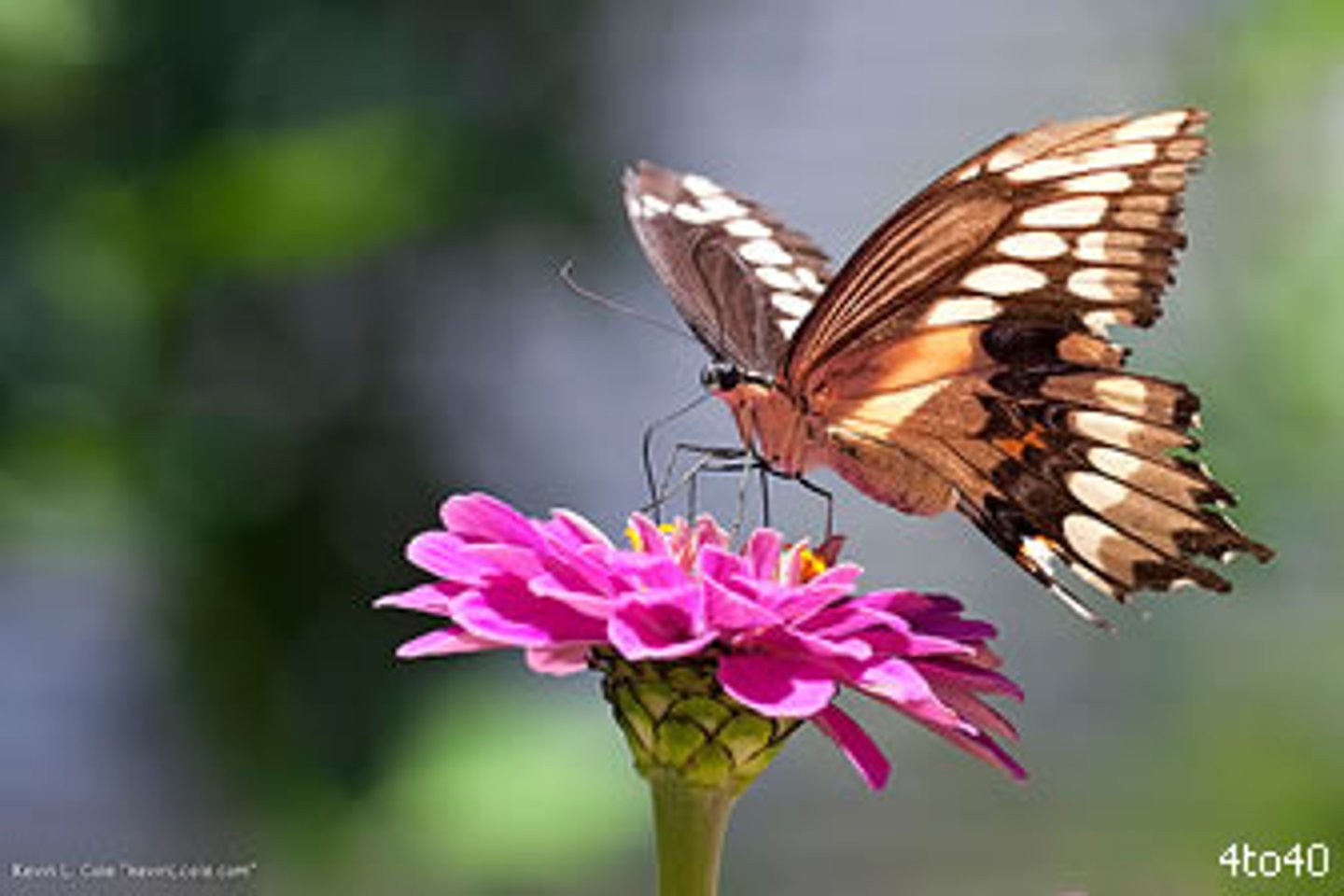 <p>a relationship that is beneficial to both species</p>