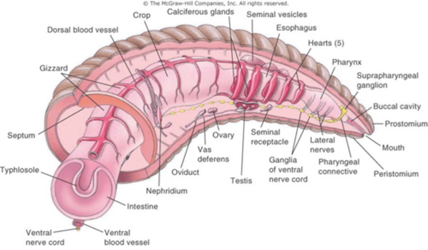 <p>The digestive system of most annelids is a straight tube that suspended by septa. The anterior region is modified into a ________</p>