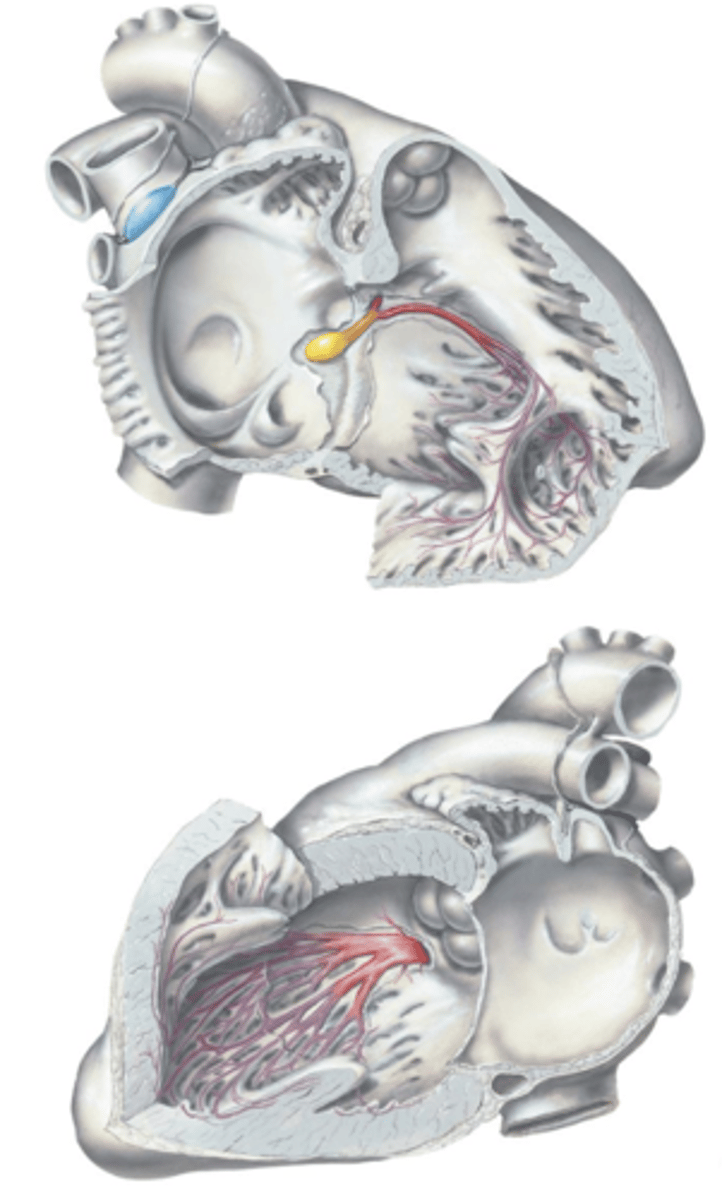 <p>The nerve impulse initiates at the ___ ___ located at the base of the superior vena cava superior to the right atrium.</p>