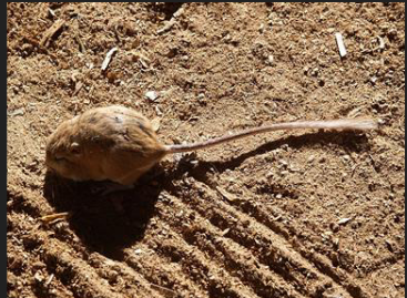 <p>What order is this species from</p>