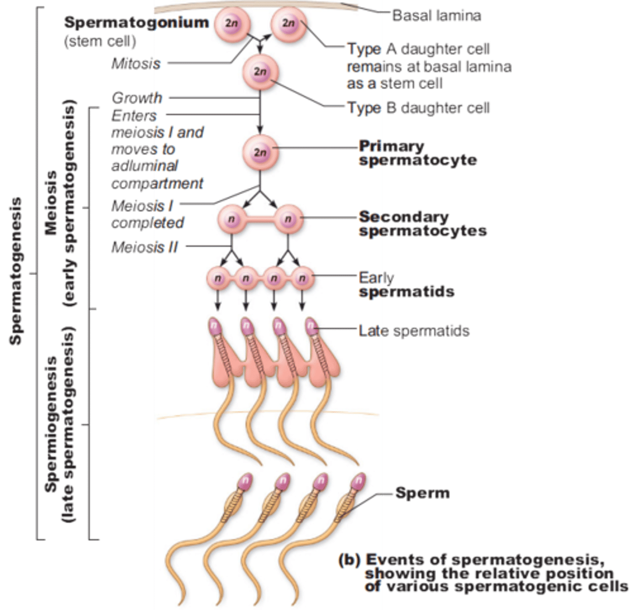 <p>1. Spermatogonia</p><p>(i wanna become a sperm today)</p><p>2. Primary spermatocyte</p><p>(meiotic division 1)</p><p>3. Two Secondary spermatocyte</p><p>(meiotic division 2)</p><p>4. Four Spermatid</p><p>(doing some rearranging)</p><p>5. Four Spermatozoa</p>