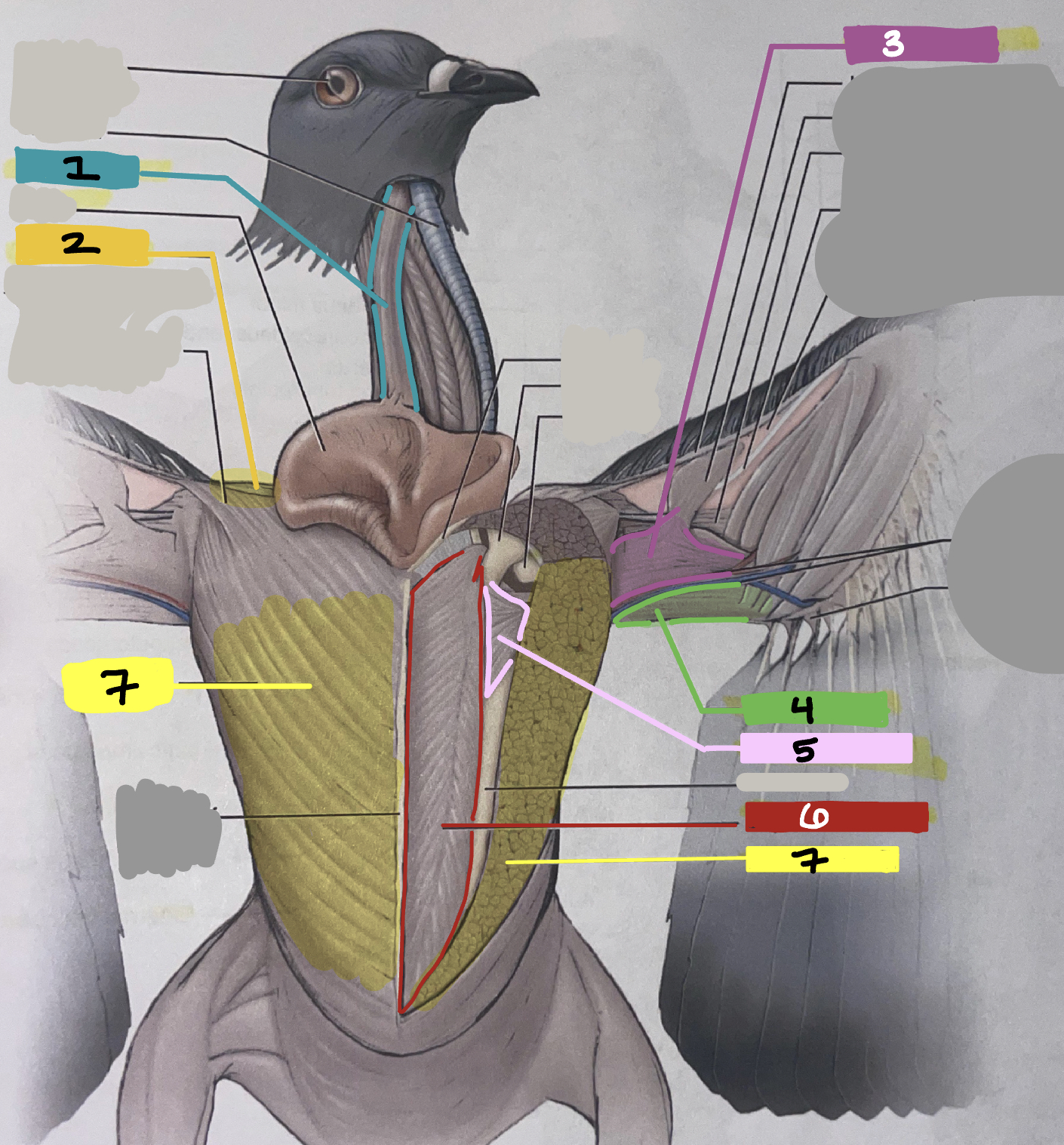 What muscle in the bird is #6?