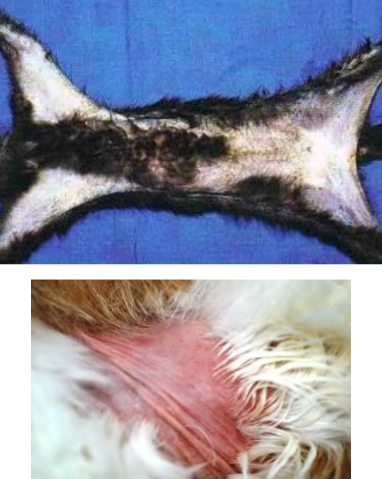 <p>alopecia in cats with pancreatic or hepatobiliary carcinoma (acute onset, bilaterally symmetrical, shiny/glistening skin)</p>