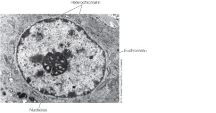 <ul><li><p>Euchromatin (active) is distributed throughout the nucleus</p></li><li><p>Heterochromatin (inactive) is associated w the nuclear envelope (nuclear lamina) and the nucleolus</p></li></ul><p></p>