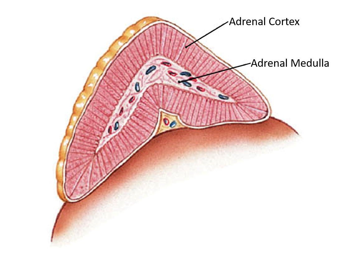 <p>They are made of an adrenal medulla in the center and adrenal cortex around the outside. The adrenal medulla releases adrenaline which further prepares the body by boosting oxygen and glucose supplies as well as suppressing digestion.</p>