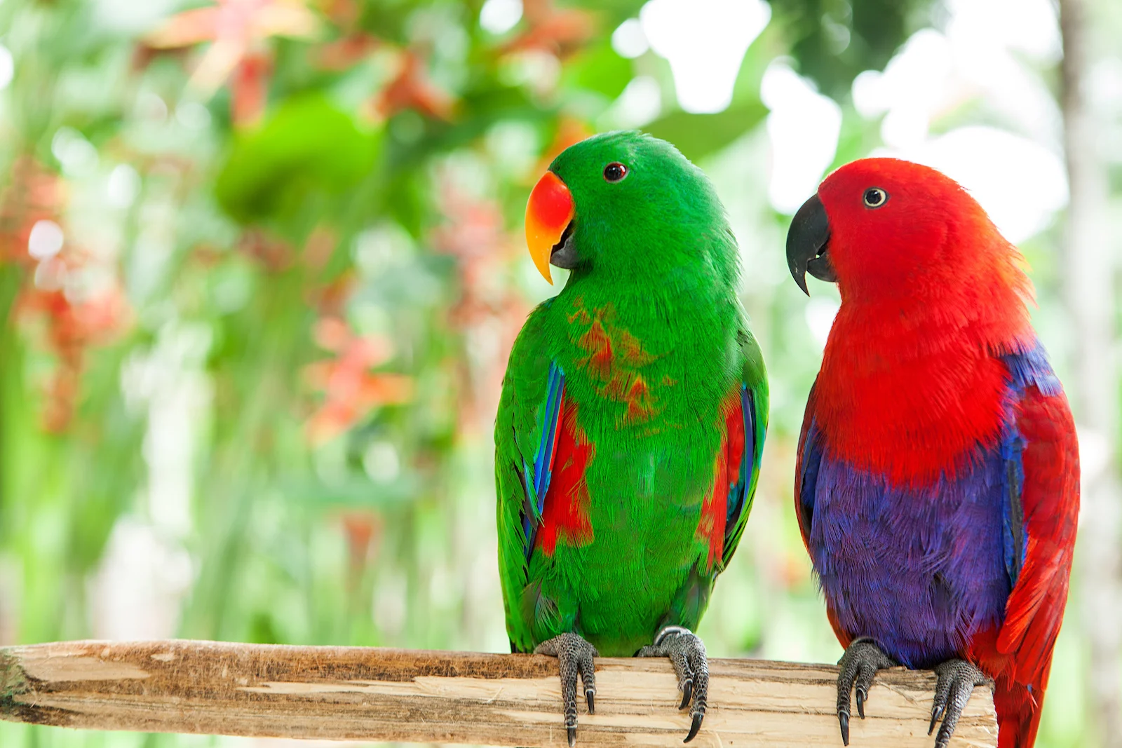 <p>usually green, sometimes other colors (parakeet shape)- size varies</p>
