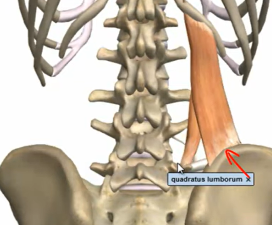 <p>the iliac crest l5 lumbar vertebre </p>