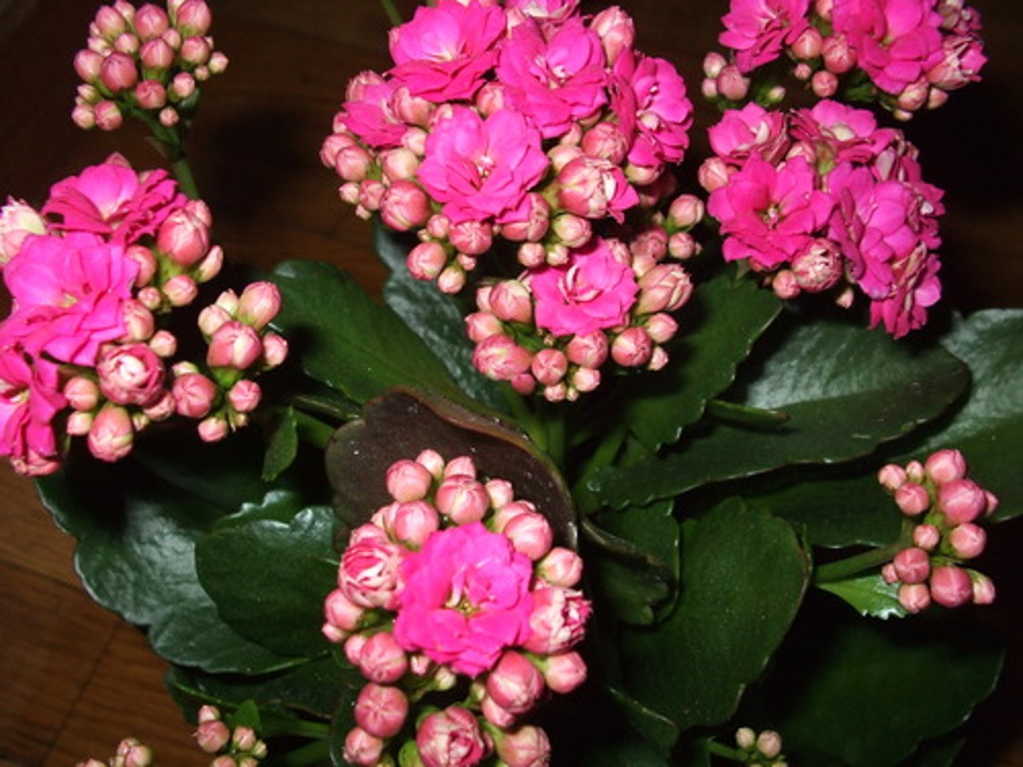 <p>Kalanchoe x blossfeldiana cv.</p>