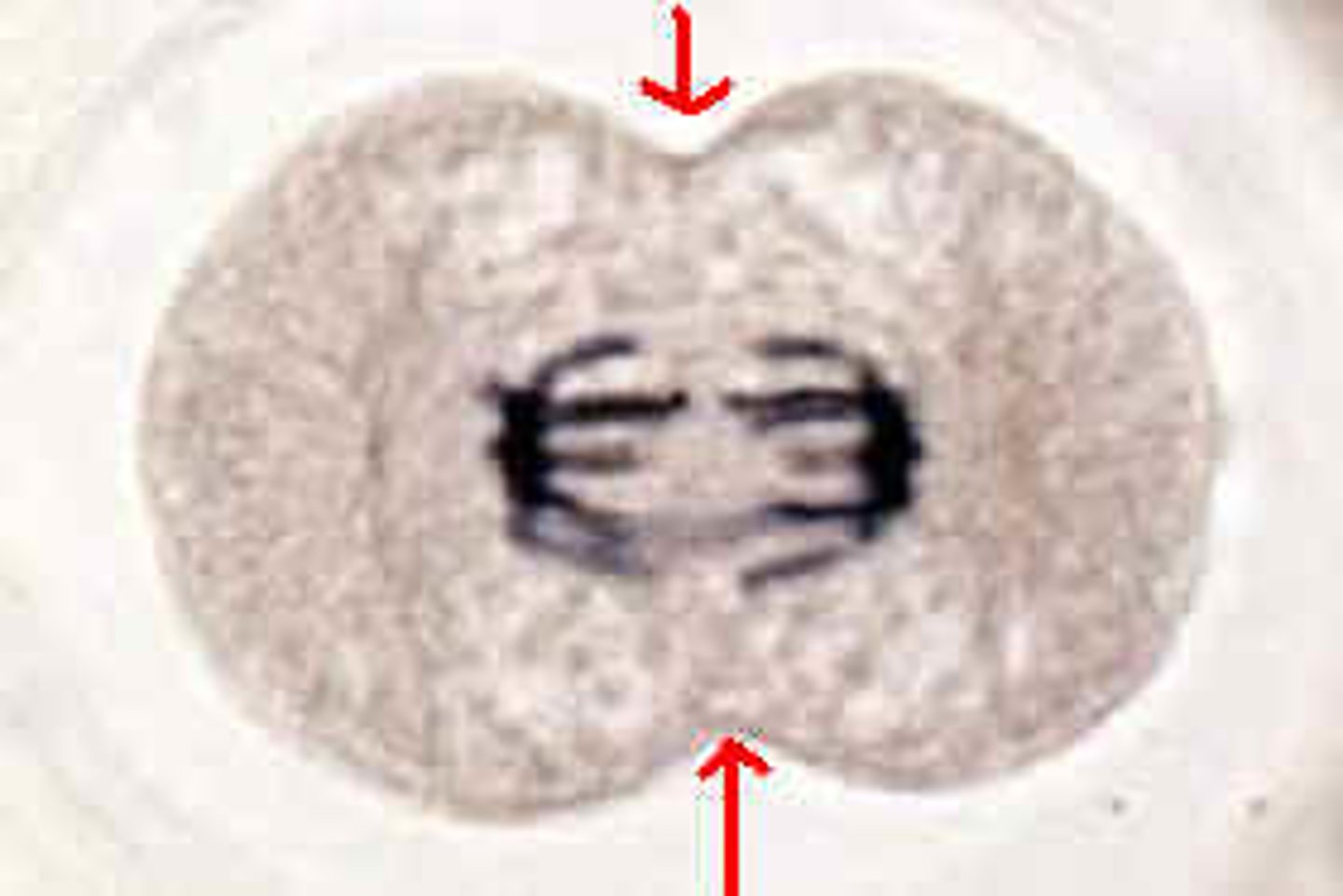 <p>the division in animal cell cytoplasm caused by the pinching in of the cell membrane</p>