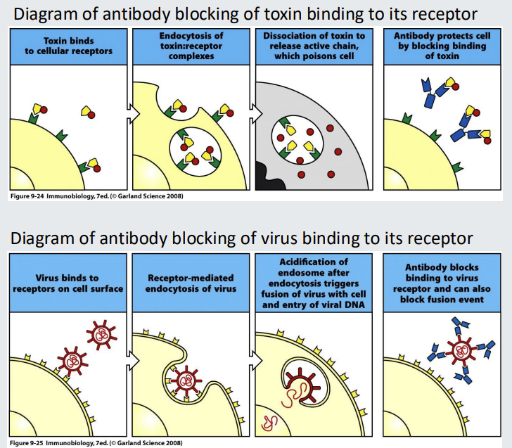 <p>Antibodies can function purely by binding to a target to<strong> prevent </strong>it binding to a receptor.</p><ol><li><p>An example is blocking <strong>toxin </strong>from binding to<em> toxin receptor.</em></p></li><li><p>Another example is blocking a <strong>virus </strong>preventing it from binding to its receptor</p></li></ol><p></p>