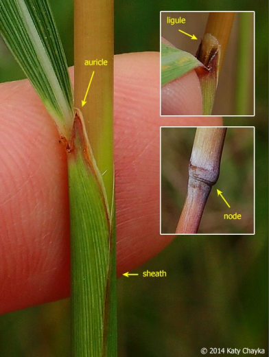 <p>Loose bunchgrass with a white, membranous ligule, characteristic thick ‘rabbit ear’ auricle, and prominent node.</p>