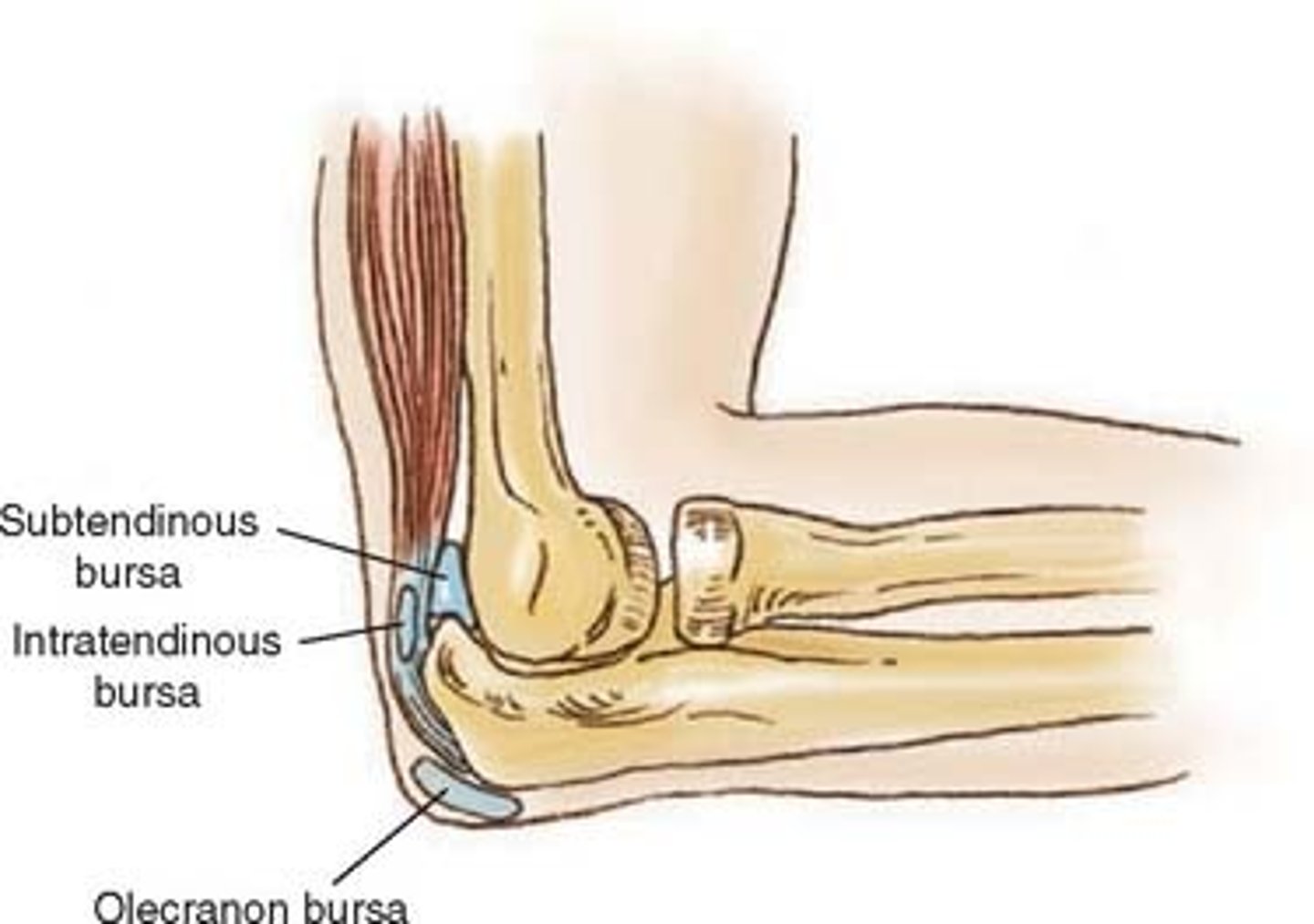 <p>Bursa that prevents friction between bone and a muscle tendon</p>