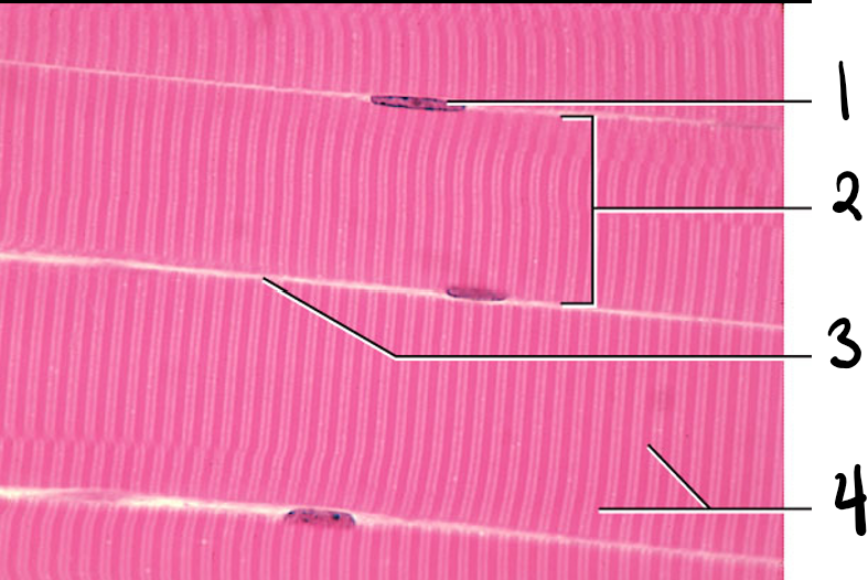 Skeletal Muscle