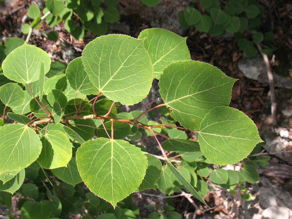 <p>Quaking Aspen </p>