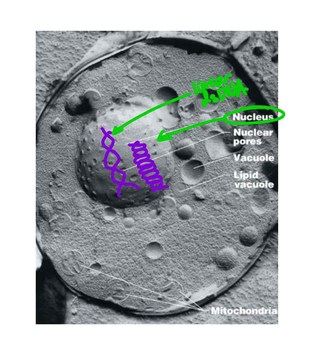 <p>The nucleus holds genetic information. It holds multiple linear dsDNA chromosomes and chromatin.</p>