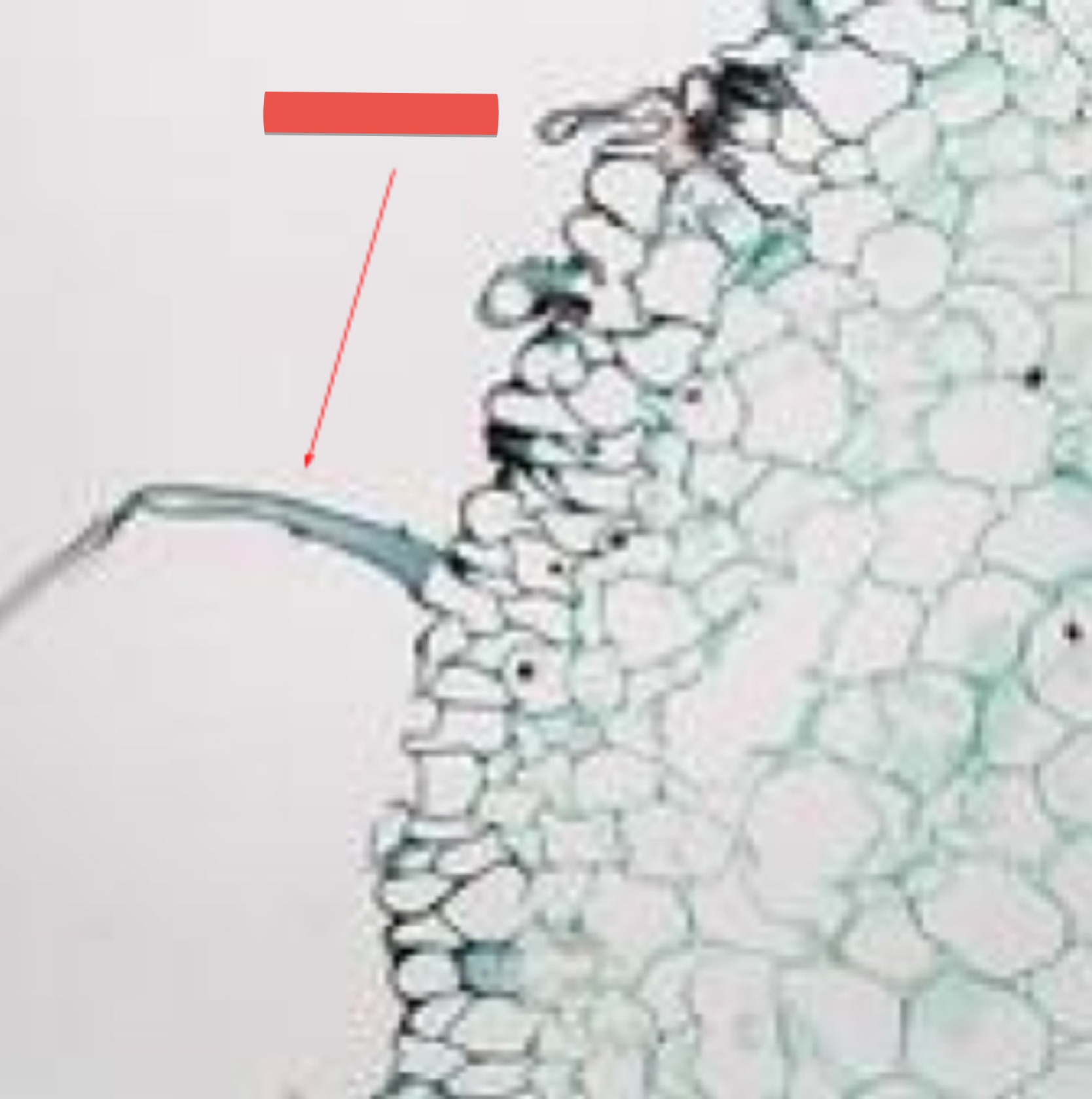 <p>identify the part in red</p>