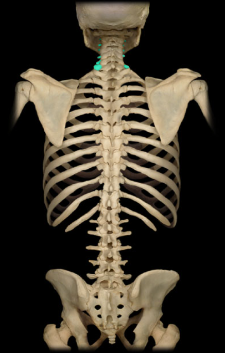 <ul><li><p>Location: Lateral aspect of cervical vertebra</p></li><li><p>Description: Prominent, paired, laterally-directed process</p></li><li><p>Comment: Provides attachment for intrinsic and extrinsic back muscles</p></li></ul><p></p>