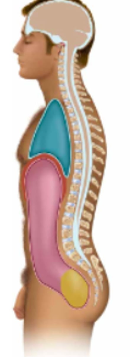 <p>Name the tan body cavity (2 parts):</p>