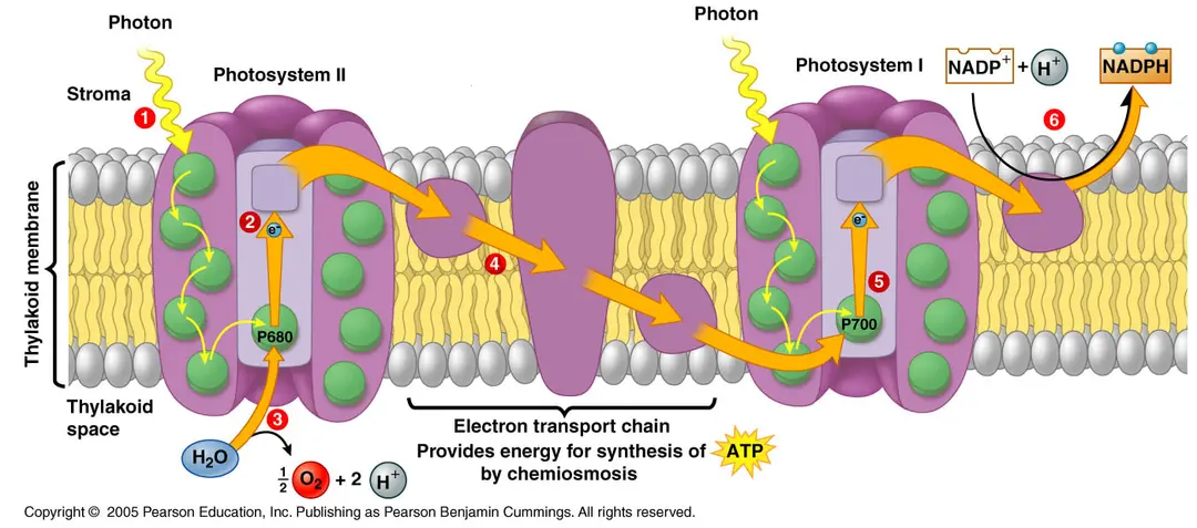<ul><li><p>During the light reactions, ADP and NADP are combined with p to form ATP and NADPH. This provides energy for the next step in photosynthesis. Oxygen is released from water</p></li><li><p>Calvin cycle which is light-independent in which energy form the light reactions is used to drive the formation of carbon molecules</p></li><li><p>Chlorophyll and pigment molecules are arranged in a light-harvesting complex called a photosystem. Inside is a primary electron accepter called pheophytin</p></li><li><p>The photosystem I and photosystem II are embedded in the thylakoid membrane </p></li></ul><p></p>