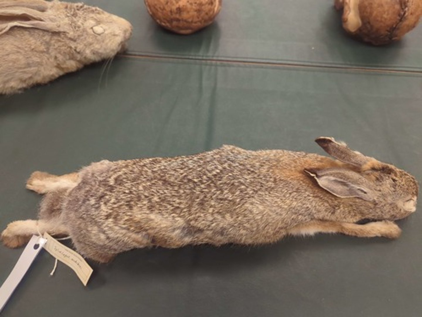 <p>What animal is this?</p>