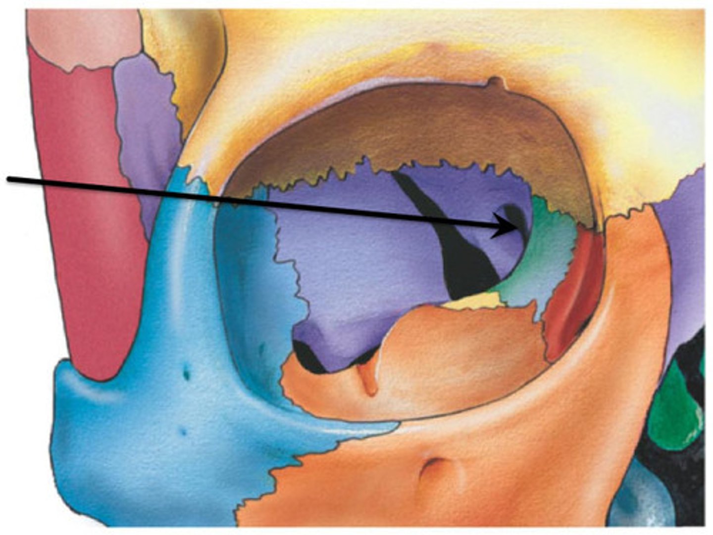 <p>What is the small hole in the sphenoid bone that is located posteriorly at the apex of the cone-shaped orbit?</p>
