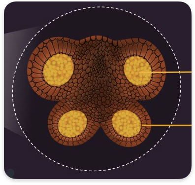 <p>What are the orange bits + describe pollen grain formation </p>