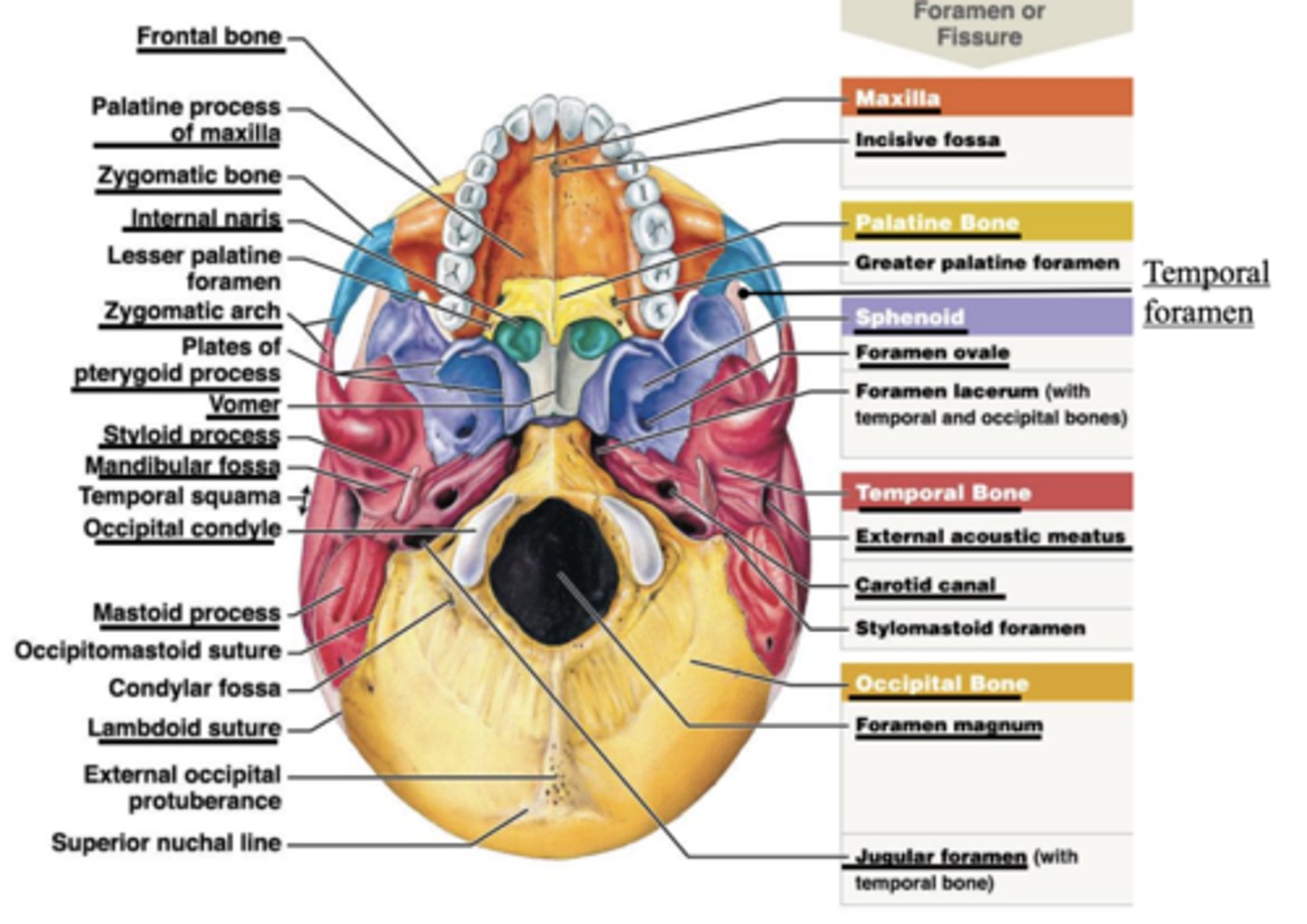 knowt flashcard image