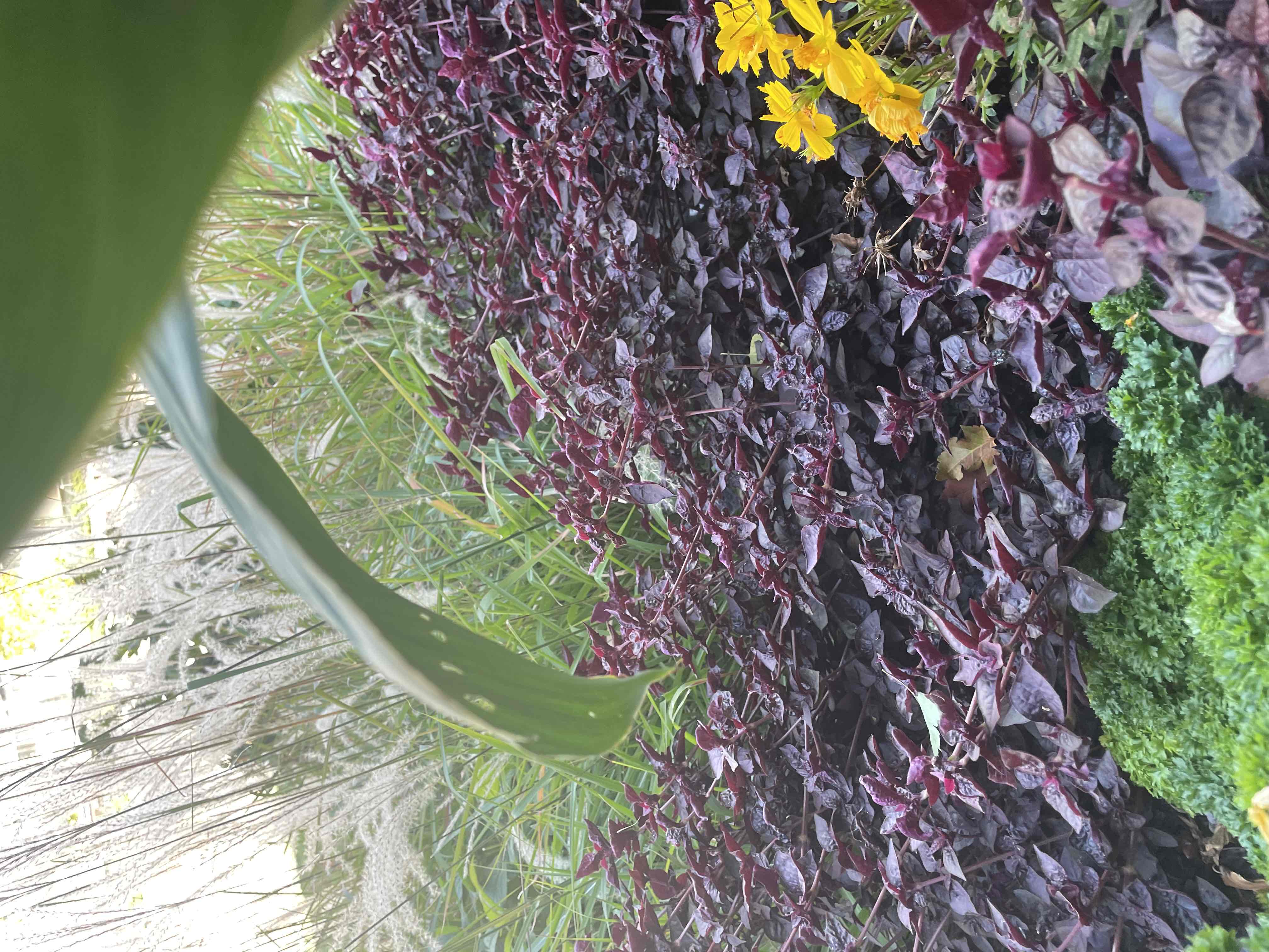 <p>Iresine diffusa f. herbstii ‘Purple Lady’</p>