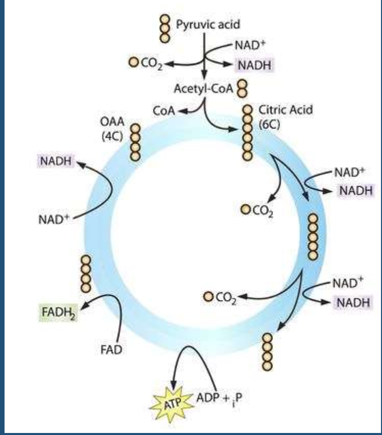 <p>what process does this show</p>