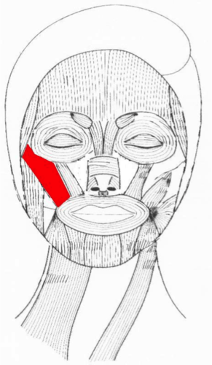 <p>Along cheek to mouth: Pulls corners of mouth back (smiling/laughing)</p>