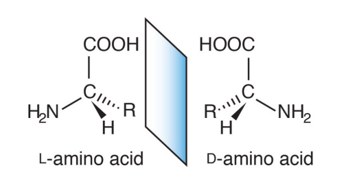 <p><strong><u>L vs D Amino Acids</u></strong> </p><p>______</p><ul><li><p><span style="color: green;"><strong>Most abundant form of amino acids</strong></span> and is found in all proteins in <strong>plants </strong>and <strong>animals </strong></p></li></ul><p></p>
