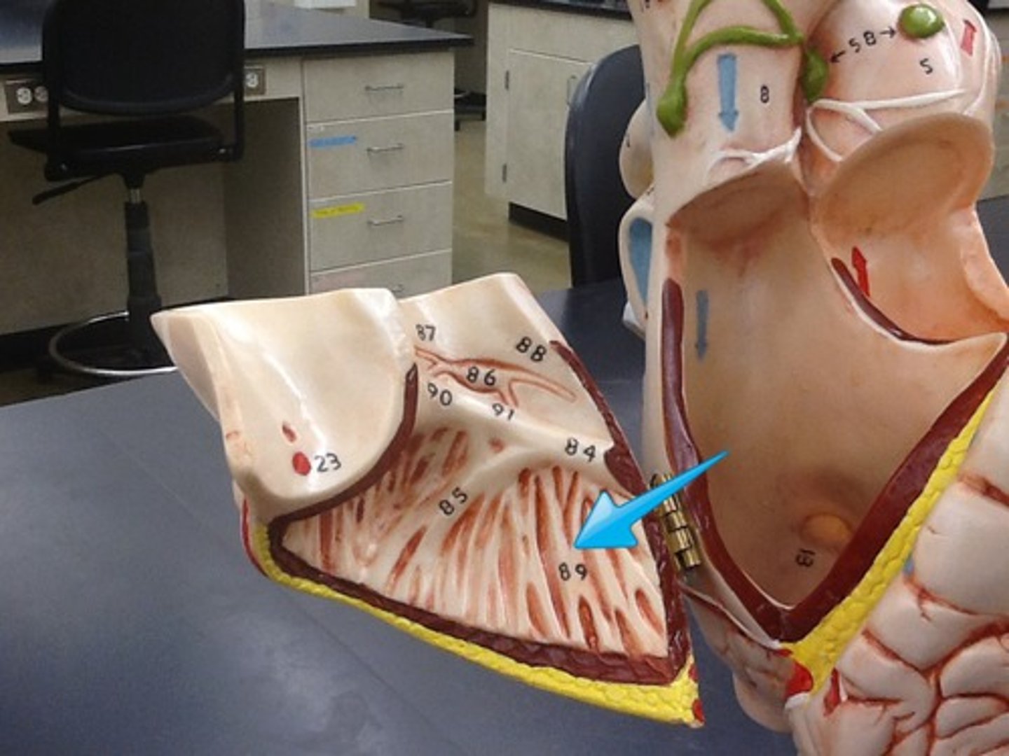 <p>Ridges on anterior wall and within auricle</p>