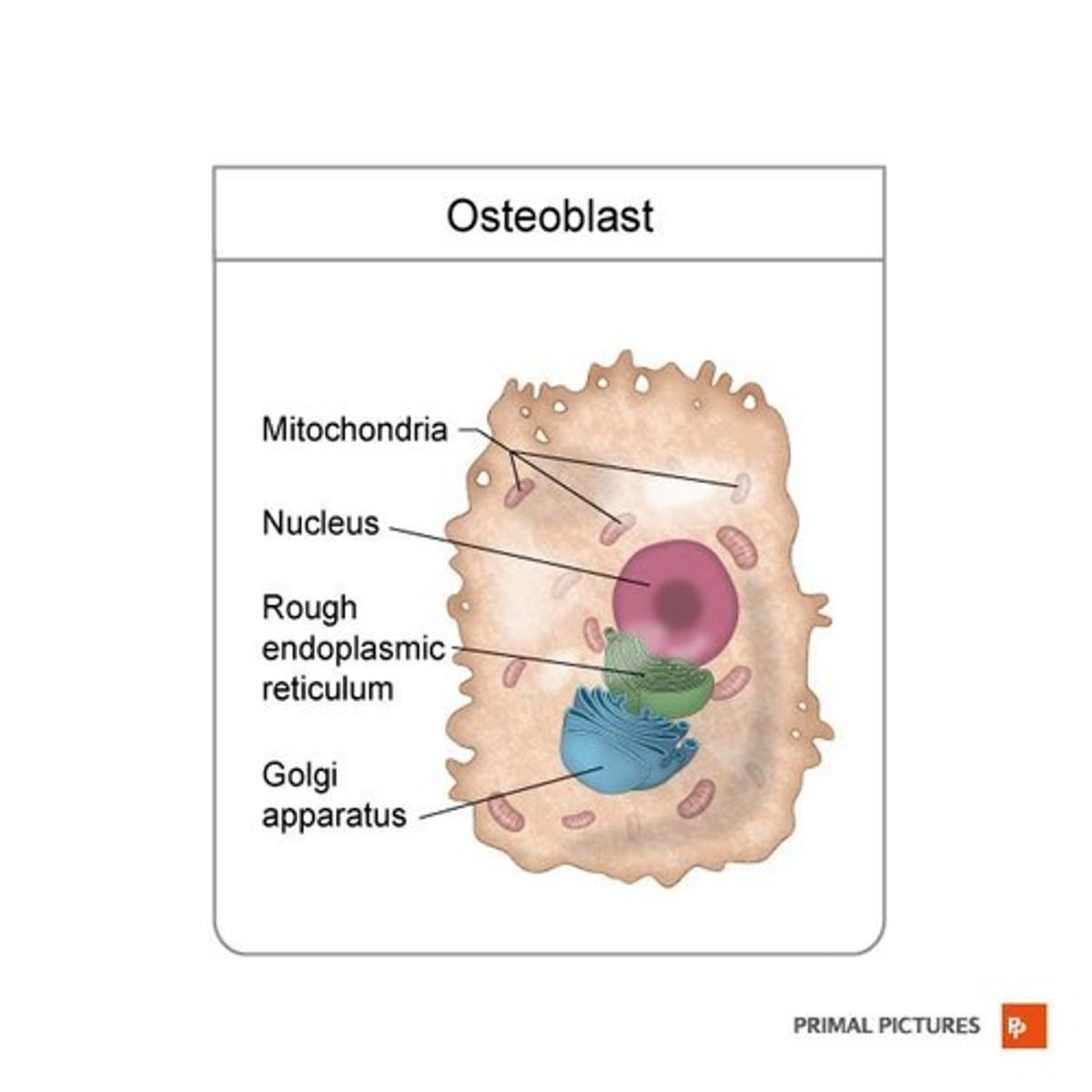<p>Bone-building cells found on the surface of growing bones or during active bone remodeling.</p>