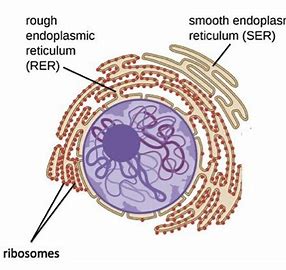 <p>How to distinguish between smooth or rough endoplasmic reticulum?</p>