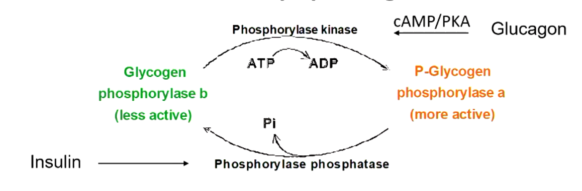 <p>explain what this figure means</p>