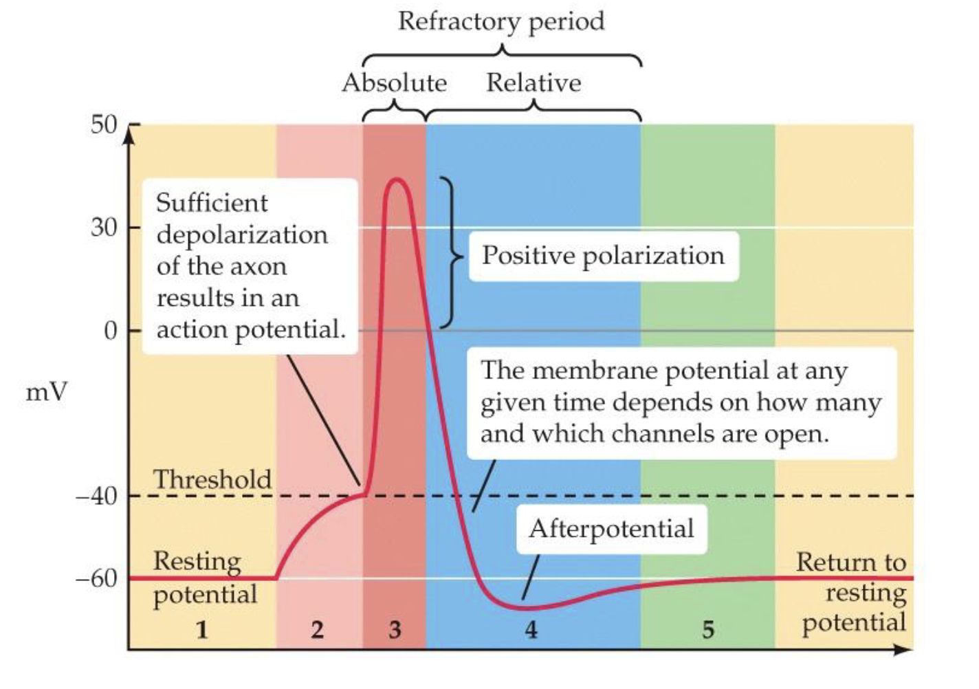 <ul><li><p>Na+ channels open at threshold membrane potential (about -40 mV) --&gt; Na+ rushes into the cell</p><ul><li><p>after about 1 millisecond (at +30 mV) the Na+ channel is inactivated (not closed) --&gt; absolute refractory period</p></li></ul></li><li><p>now K+ channels open --&gt; K+ leaves the cell (concentration and electrical gradient)</p><ul><li><p>membrane potential decreases, then becomes negative until about -80 mV, and K+ channels close</p></li><li><p>Na+ channels are now deactivated (closed) ---&gt; relative refractory period</p></li></ul></li><li><p>normal resting potential is restored at -65 mV</p></li></ul>