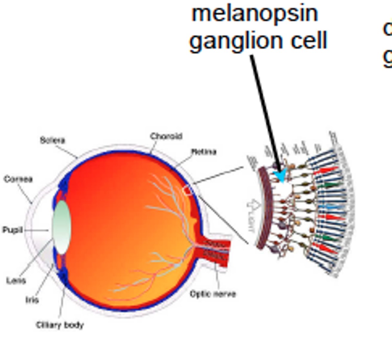 <p>light-sensitive pigment in retinal ganglion cells that signal the scn.</p>