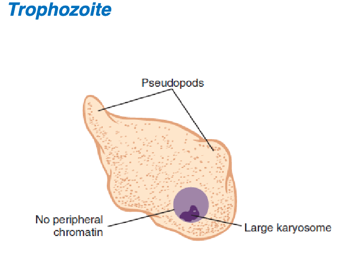 <ol><li><p>central</p></li><li><p>none</p></li><li><p>1</p></li><li><p>granular, vacuole</p></li><li><p>blunt</p></li><li><p>slug-like</p></li></ol><p></p>