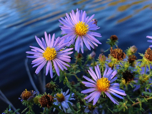 <p><em>Symphyotrichum oblongifolium</em></p>