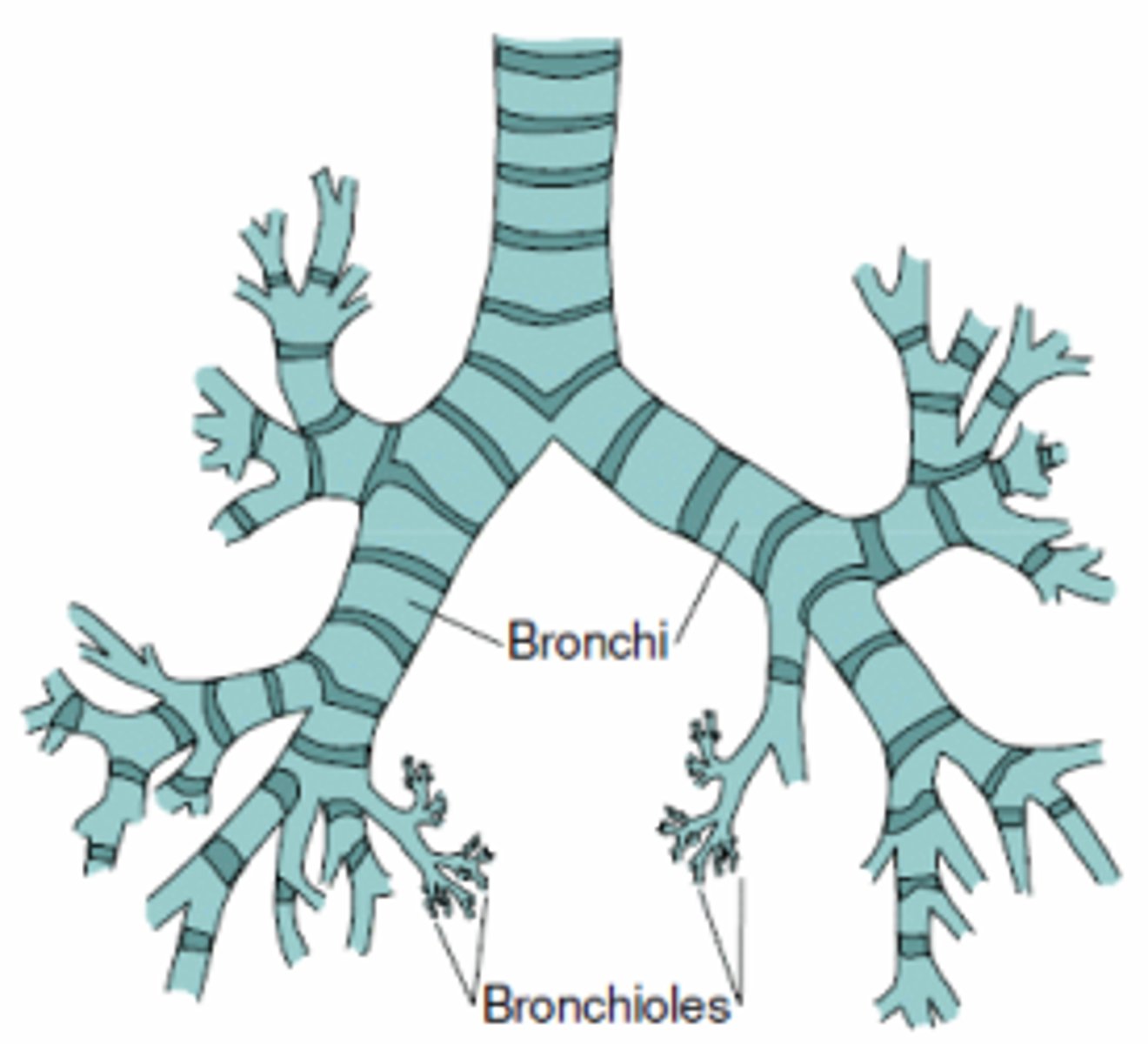 <p>Small air passages in the lungs that branch from the bronchi and lead to alveoli.</p>