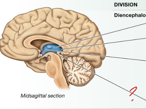<p>Regulates voluntary movement</p>