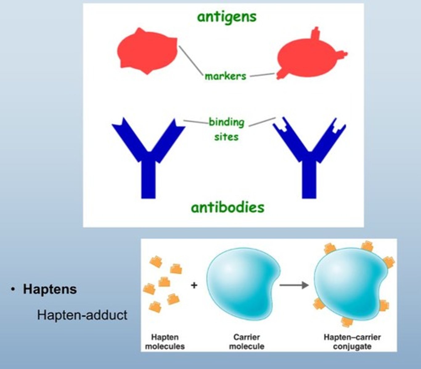 <p>Minimum size for immune recognition of invaders.</p>